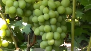 Виноград Дарья