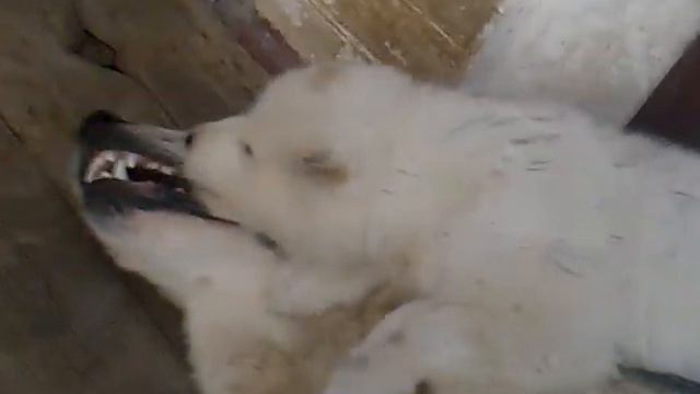 Алабаи.......... смотреть онлайн