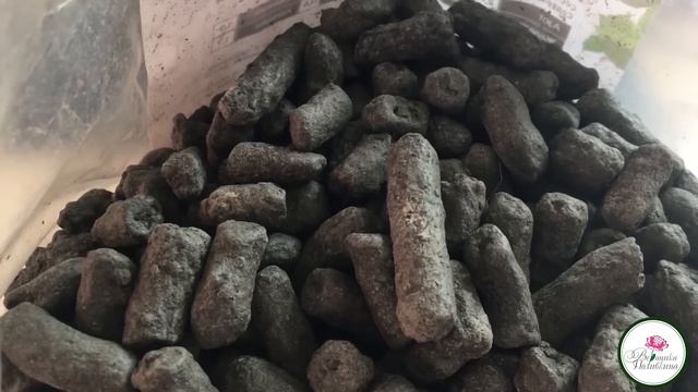 С КОНЦА АВГУСТА МОЖНО ПРИСТУПАТЬ К ДЕЛЕНИЮ МНОГОЛЕТНИКОВ смотреть онлайн