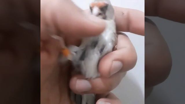 female saira ki pehchani ka asan tarka смотреть онлайн