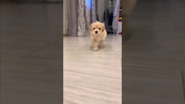 Девочка Мальтипу f1 бэби фэйс 🐶❤️ смотреть онлайн