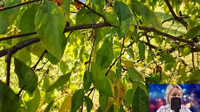 Жених пришёл на свадьбу с тройней и любовницей. Невеста и гости оторопели от сюрприза жениха... смотреть онлайн