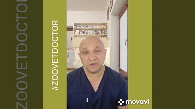 Мопс, породные особенности #zoovetdoctor смотреть онлайн