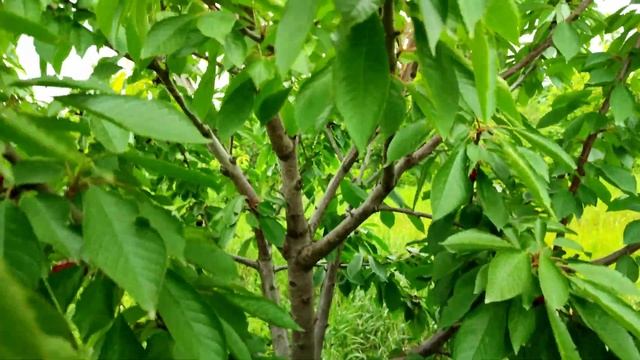 Сорт черешни Дайбера чёрная на 7 июня