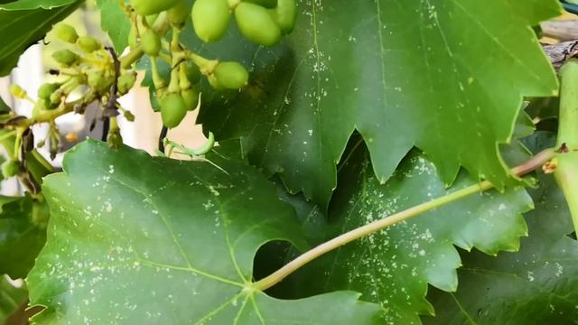 Полезное насекомое в саду, богомол смотреть онлайн