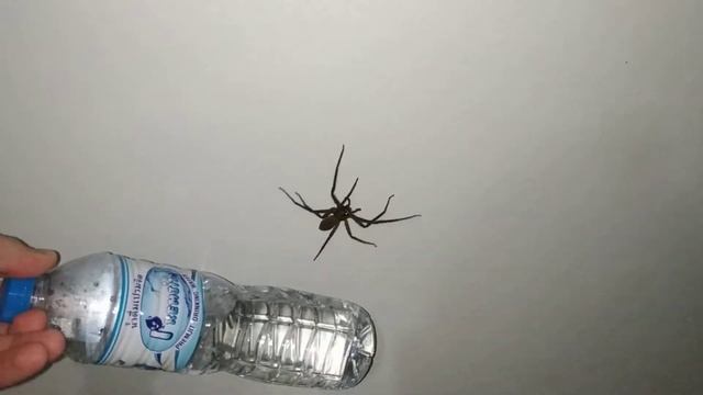 Огромный паук у меня дома / Giant spider at my room смотреть онлайн
