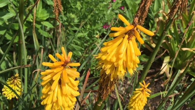 Redhot Poker (Kniphofia or tritoma) In Garden #redhotpoker #knofflers #kniphofia #tritoma смотреть онлайн