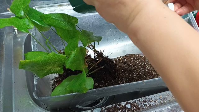@Calathea musaica network смотреть онлайн