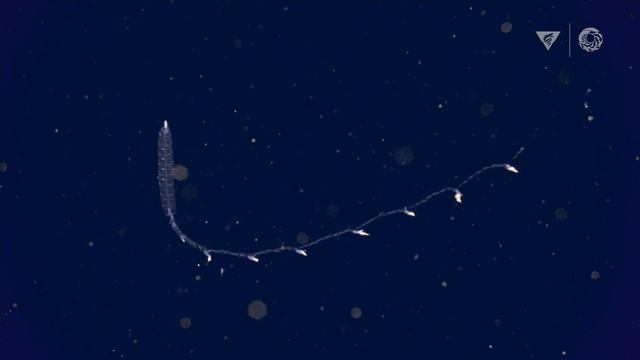 Monterey Bay Aquarium's Top 10 Deep-Sea Animals | Into The Deep смотреть онлайн