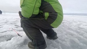 Рыбалка на корюшку. Сестрорецк.