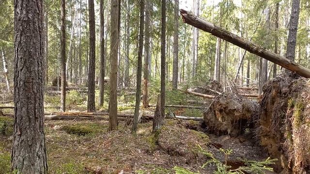 Грибы в Заволжье!!! смотреть онлайн