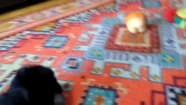 Шпиц Немецкий Померанский щенки смотреть онлайн
