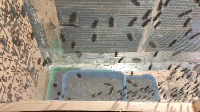 Чёрный Солдат или Черная Львинка полетела но кладок пока нет