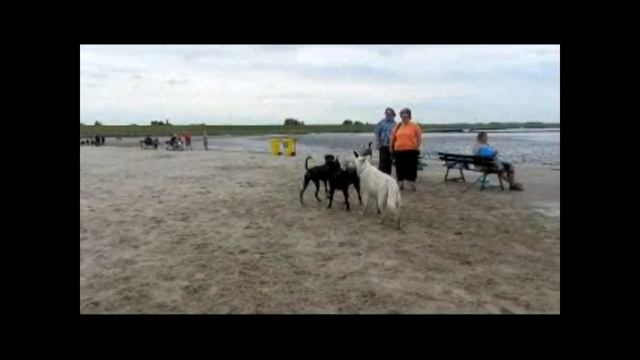 Dina The Dobermann смотреть онлайн