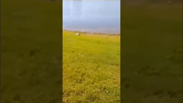 А вам не кажется, что представители мягкотелых черепах своими скоростными характеристиками позорят. смотреть онлайн