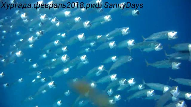 Hurghada Corall reef of the hotel Sunny Days Febr смотреть онлайн