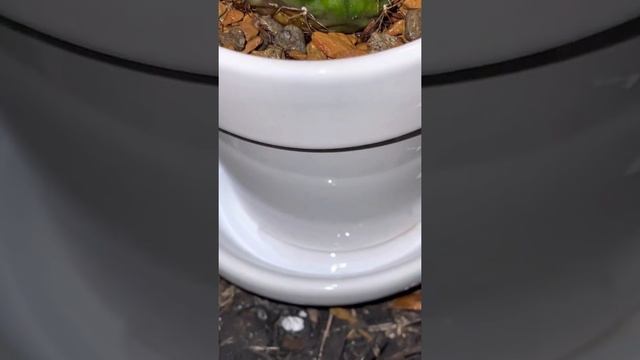 Watering thirsty Gymnocalycium Damsii v. Robores смотреть онлайн