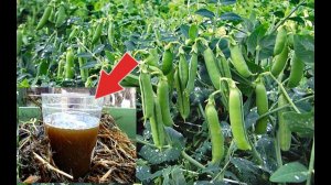 Горох будет крупнее и слаще если подкормить этим в мае июле! Чем подкормить горох после всходов?