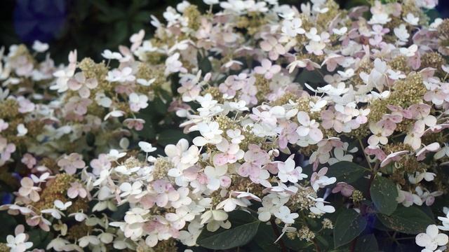 Гортензия Вимс Ред (Wim's Red). Обзор смотреть онлайн