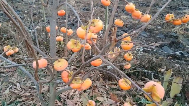 Хурма Дар Софиевки смотреть онлайн