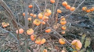 Хурма Дар Софиевки