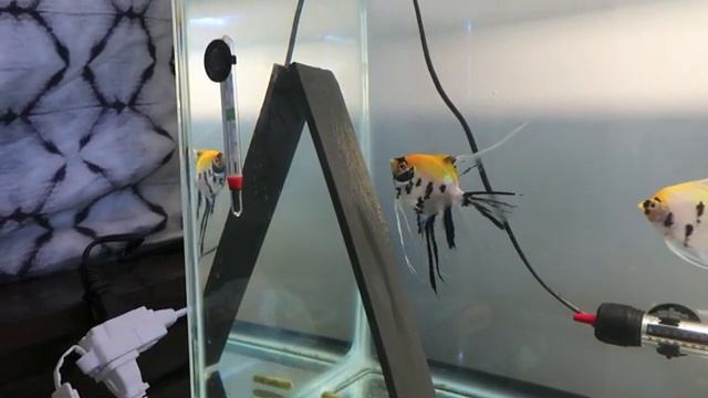 Intro into Breeding Angelfish *Eggs, Wrigglers and Fry* смотреть онлайн