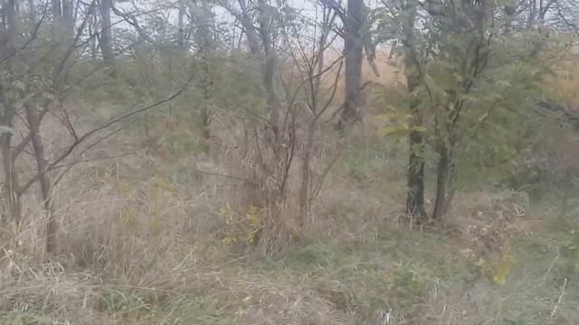 Охота на зайца и фазана. Куда же делись зайцы?))) смотреть онлайн