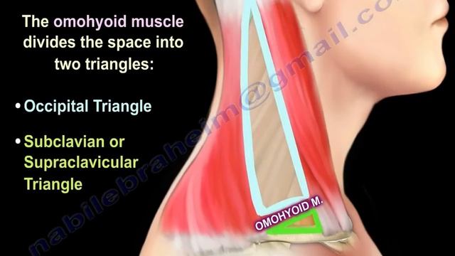 Posterior Triangle Of The Neck - Everything You Need To Know - Dr. Nabil Ebraheim смотреть онлайн