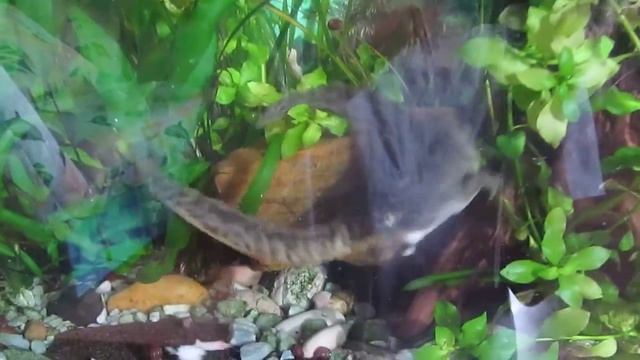 Танец влюбленных тритонов. Почти что балет. смотреть онлайн