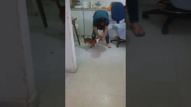 Джек Рассел Терьер!!!!Полюбому!!!! смотреть онлайн