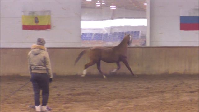 Akhal teke stallion MAMDUKH TARKI` 2013 смотреть онлайн