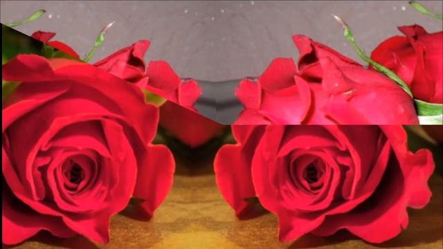 Red Rose Wallpaper .wallpaper Flowers Photo .images Roses .wallpaper Photos .flowers Wallpaper