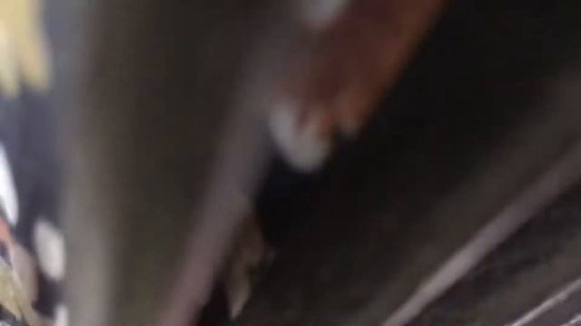 Гормонь Белорусь смотреть онлайн