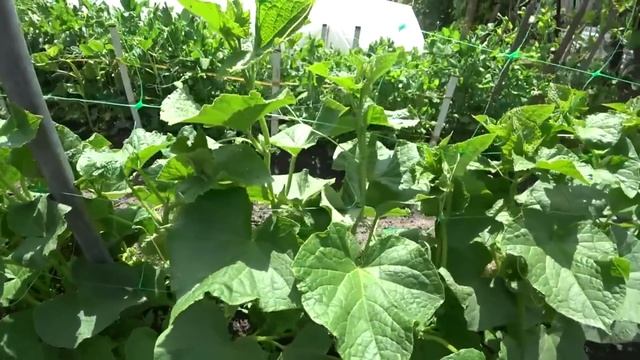 НОВИНКА! 2022 ИЮНЬ.Томаты Огурцы вмиг заплодоносят, болеть не будут Большой Урожай Будет. Подкормк смотреть онлайн