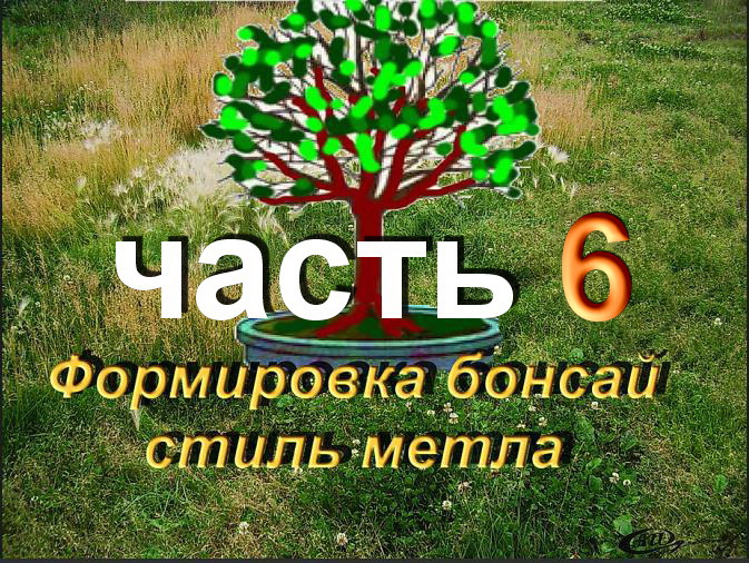 Бонсай из Граната стиль метла, зимняя обрезка часть 6