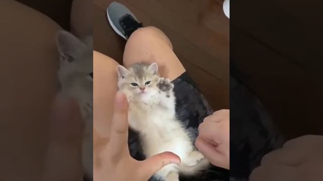 Ладушки смотреть онлайн