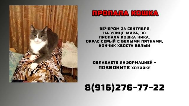 Пропала кошка Ника смотреть онлайн