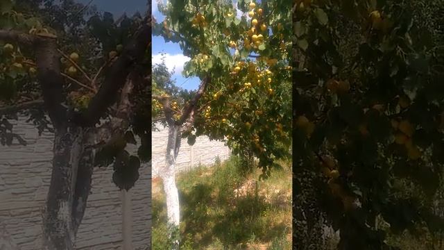 Прививка абрикоса на сливе ! смотреть онлайн