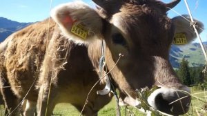 Коровы звенят колокольчиком в Альпах