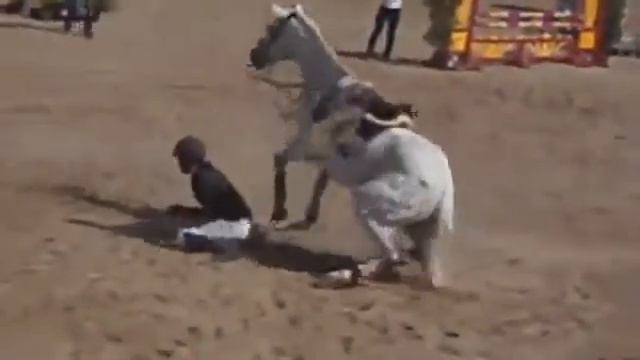 Лошадь упала на соревнованиях смотреть онлайн