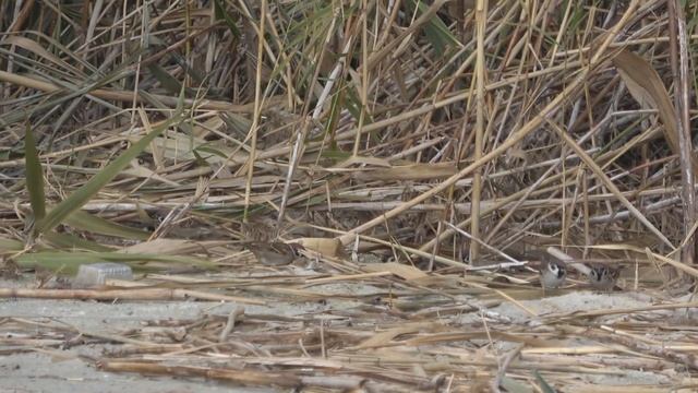 РЫБАЛКА на ФИДЕР ПОЗДНЕЙ ОСЕНЬЮ ✔ СЕКРЕТ ПРОТЯЖКИ по ДНУ на ПЛОТВУ и ЛЕЩА смотреть онлайн