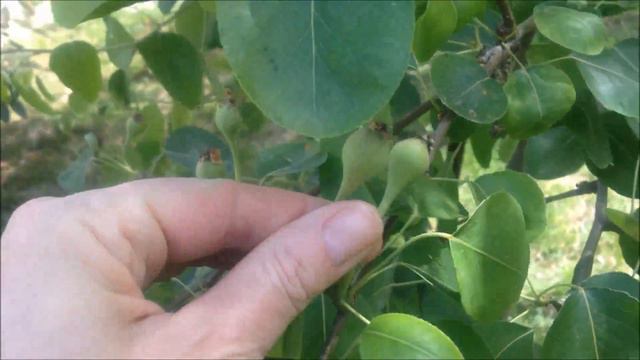green and greek vlog 3:my garden смотреть онлайн