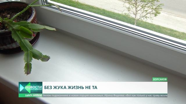 Красные жуки атаковали дом в Корсакове смотреть онлайн