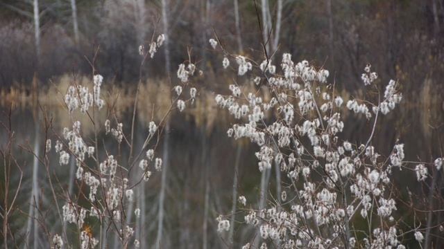 "Я тоскую до слёз" стихи Ф. Вакуленко #хорошаямузыка #музыкадлядуши #песни #песнидлядуши #музыка смотреть онлайн