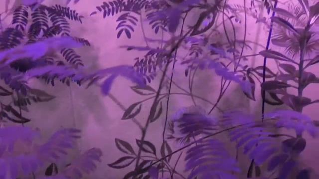 Альбиция из семян / 20 марта смотреть онлайн