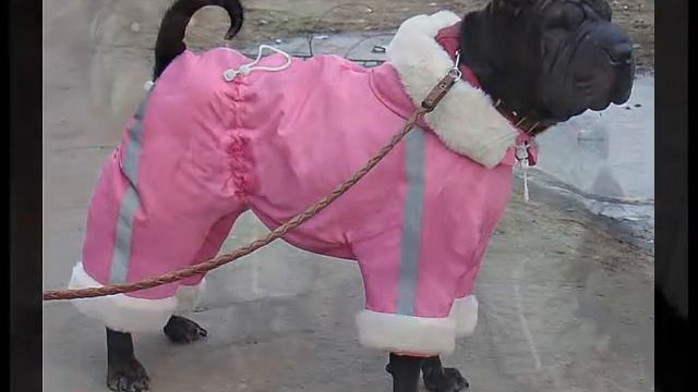 одежда для собак в ульяновске купить смотреть онлайн