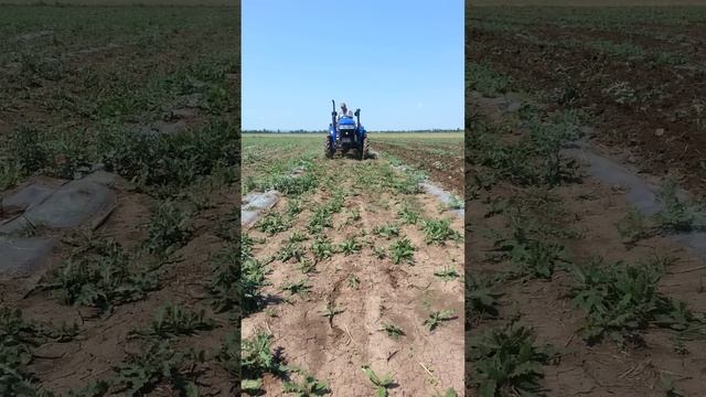 Культивация между рядов арбуза смотреть онлайн