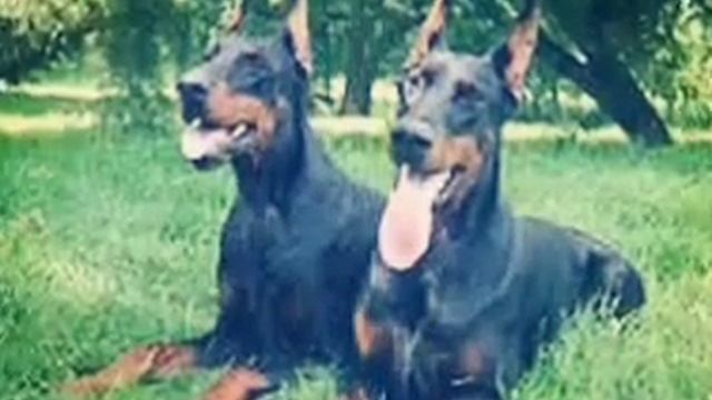 Красивые собачки смотреть онлайн