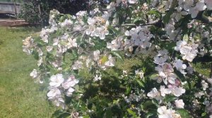 Наш сад 2022.  Яблони Спартан, Память Ульянищева,Орловский кандиль