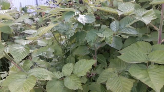 Петуния Гламур. Гавриш. смотреть онлайн